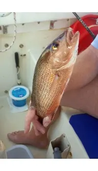 一条钓上来的鲷鱼